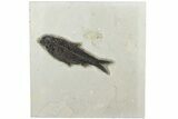 Fossil Fish (Knightia) - Green River Formation #189617-1